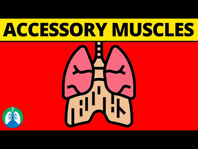Accessory Muscles of Breathing (Definition and Explanation)