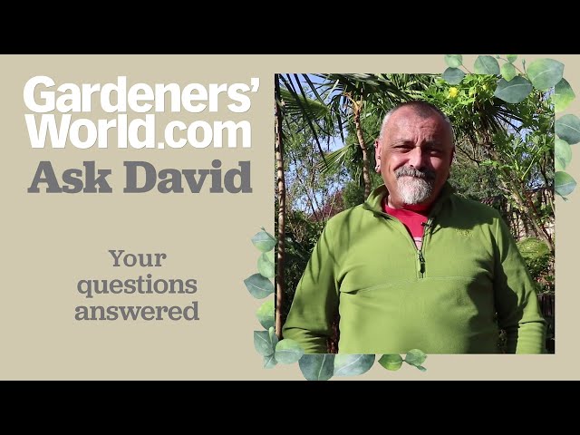 Ask David - Episode 3