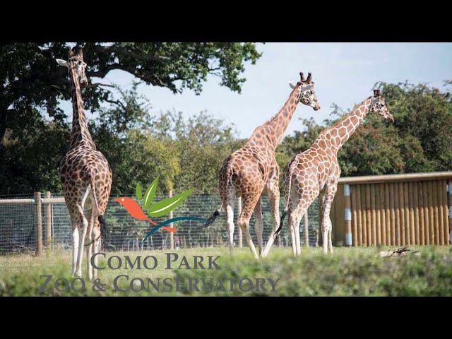 A day at Como Park Zoo | Saint Paul MN