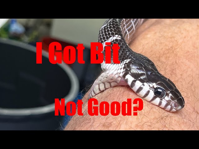 Mangrove Snake Bite Verses Hornet Sting, 1st 24 Hours. Part 1. Do Not Replicate!