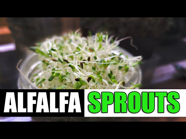 How To Grow Alfalfa Sprouts - The Definitive Guide