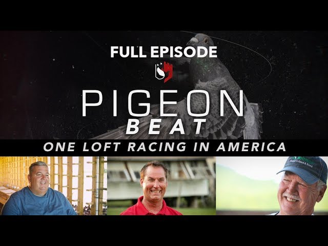 Pigeon Beat FULL Episode, One Loft Racing in America