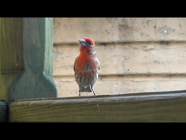 Mr. Finch Singin' on the Porch
