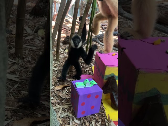 Gibbon Kip's First Birthday - Cincinnati Zoo #shorts