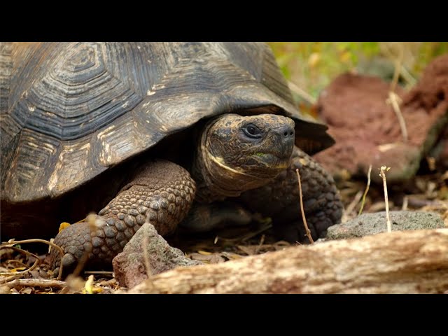 Tracking Giant Galapagos Tortoises | BBC Earth
