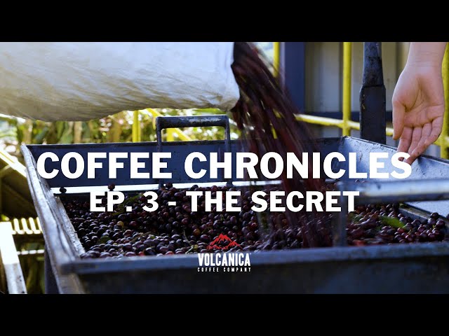 Unveiling the Untold Secrets of La Candelilla Coffee Farm: A Candid Conversation with Ricardo Jr.