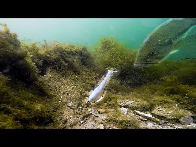Underwater Swimbait Fishing! (My FAVORITE ONE) - Ultra Clear Water GoPro Footage