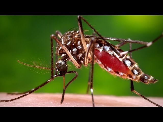Could We Rid The World Of Mosquitoes?