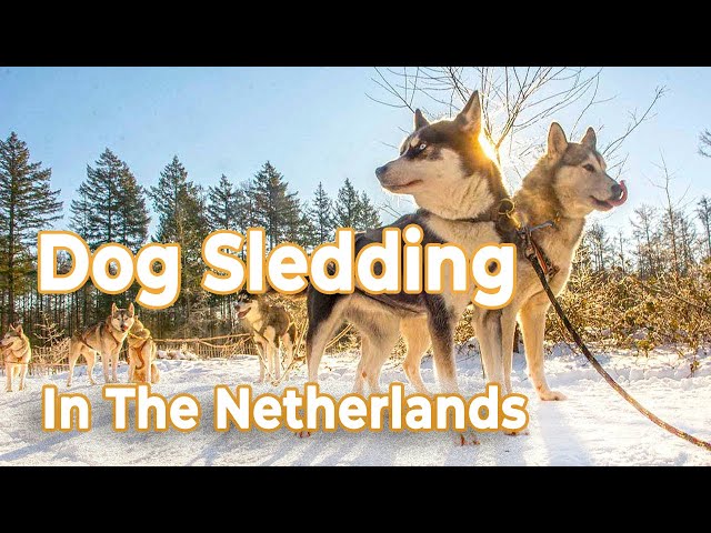 Dog Sledding on The Veluwe in The Netherlands With Snow!