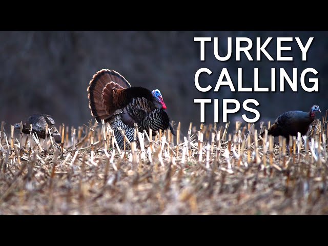 Turkey Calling Tips For Beginners | Basic Turkey Calls