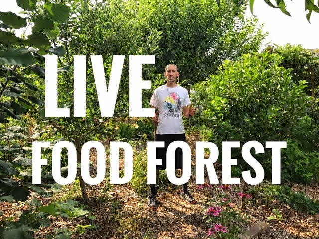 LIVE FOOD FOREST!!!