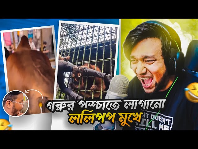 গরুর পশ্চাতে লাগানো ললিপপ মুখে | Bangla Funny Video | KaaloBador