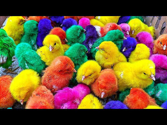 World Cute Chickens, Colorful Chickens, Rainbows Chickens, Cute Ducks, ,Cute Animals, Cat, Rabbits