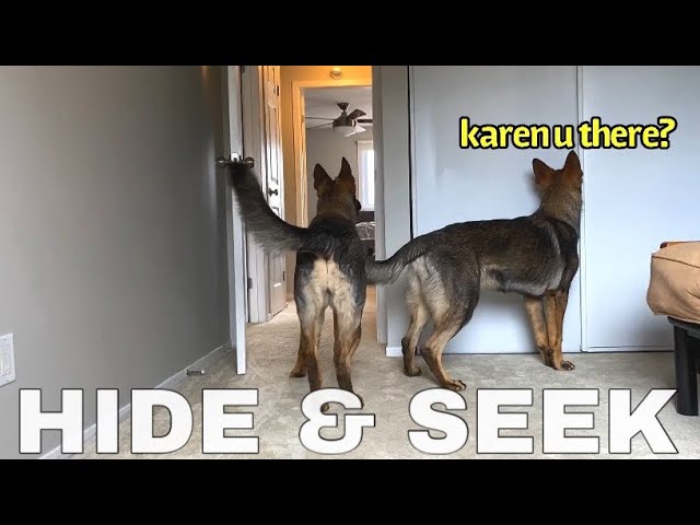 HIDE AND SEEK w/ MY DOGS