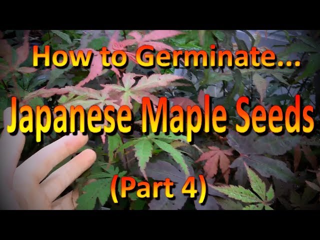 How to Easily Germinate Japanese Maple Seeds (Part 4) Growing into Red Maple Trees