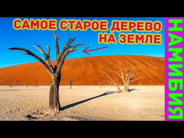Самое старое дерево на Земле находится в Мертвой долине Намибии?