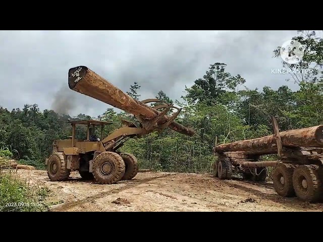 loading the logs truck using wheel loader caterpillar very fast