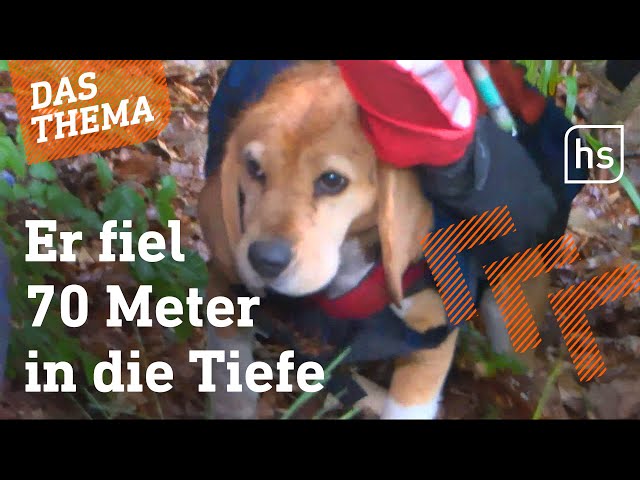 So rettet die Feuerwehr Hund Tete aus Abhang I hessenschau DAS THEMA