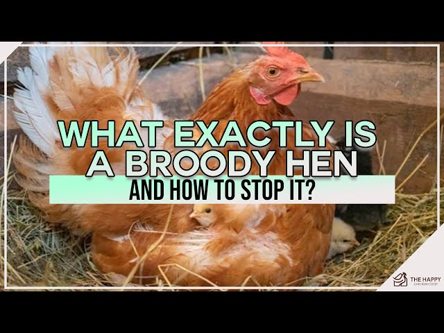 What Exactly Is a Broody Hen and How to Stop It