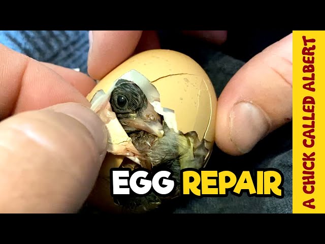 Operating on a Living Egg