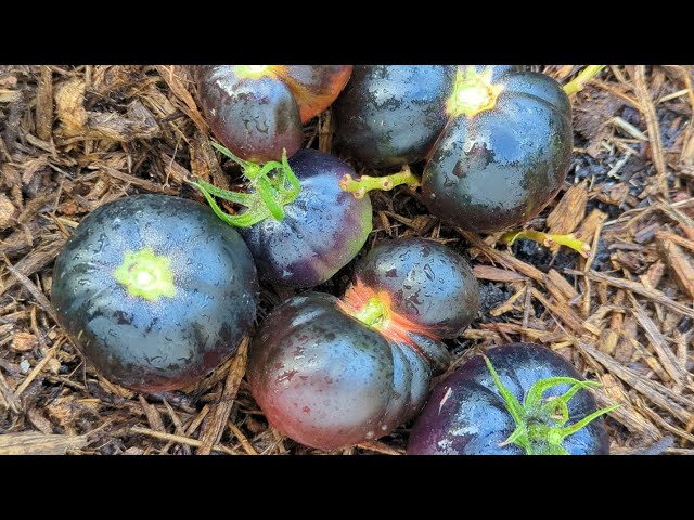 Harvesting black beauty tomatoes - What crop would I plant here next