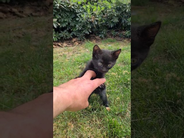 Little Black Panther.