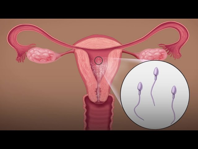How Pregnancy Happens, Teaching Short (Women & Partners), English - Family Planning Series