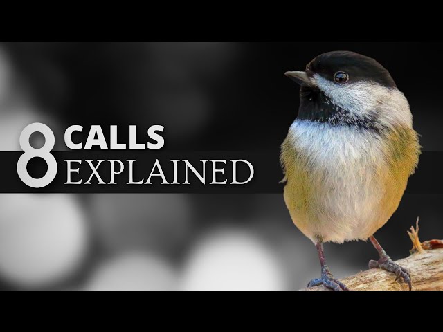 8 Black-capped Chickadee Calls EXPLAINED