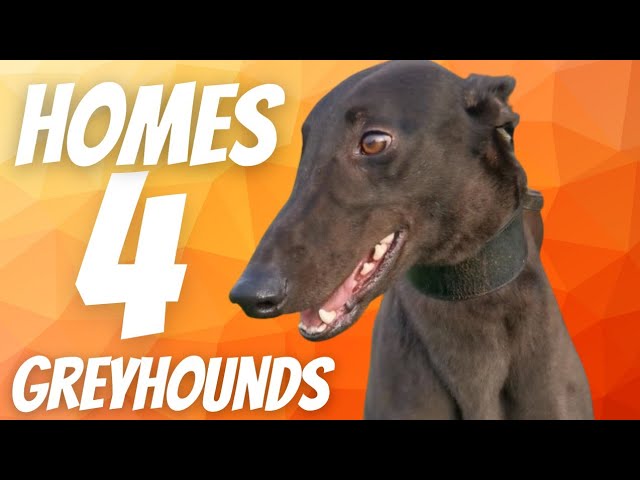 4 Super Cute Greyhounds