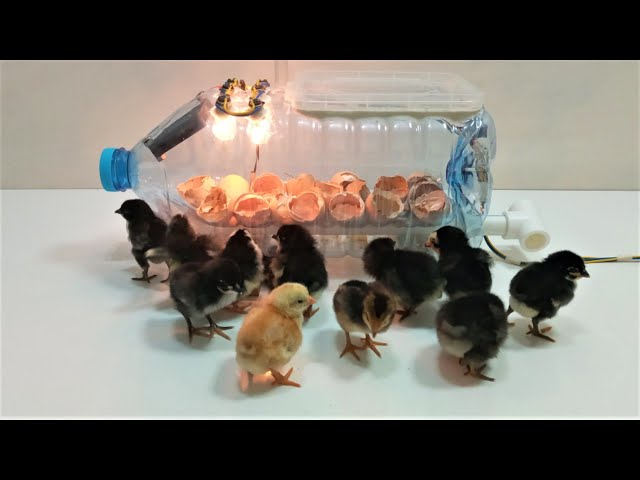 How to make an incubator from a bottle at home | كيفية صنع حاضنة من الزجاجة في المنزل