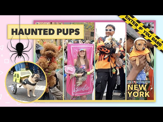 🕷️ HAUNTED PUPS! Halloween Dog Parade 2023 - Annual Tompkins Square Halloween Dog Parade NYC 2023