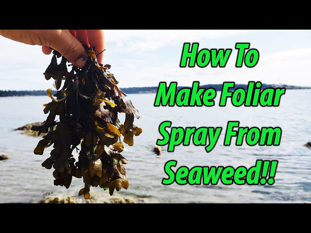 Foliar Feeding With DIY Seaweed Fertilizer! (2019)