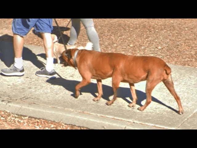 Six-legged Dog Found on Google Maps