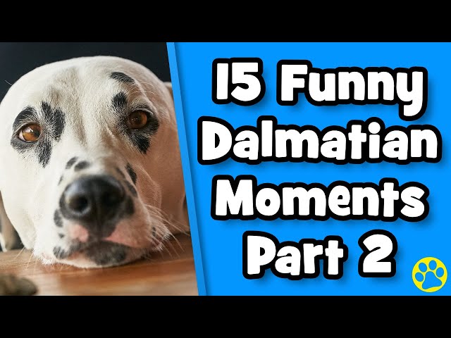The BEST Funny Dalmatian Dog Compilation - Part 2