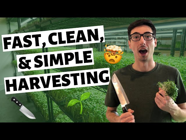 How To Harvest Microgreens With A Knife (Fast & Clean)