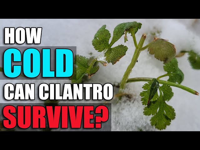 How Cold Can Cilantro Take It - Garden Quickie Episode 32