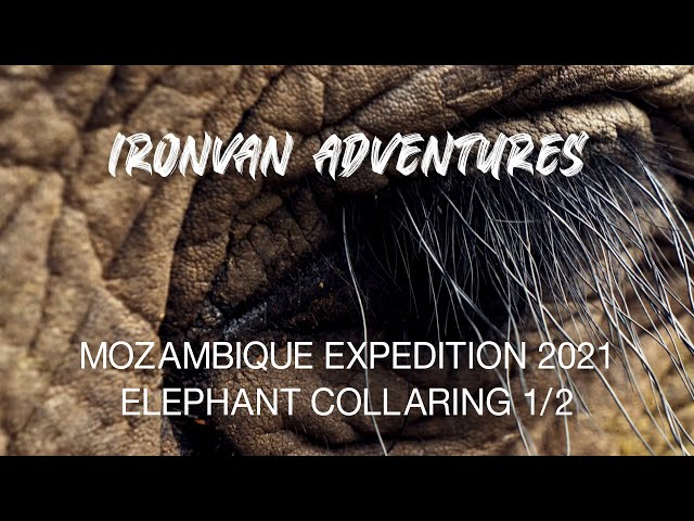 Mozambique Ep3 Elephant Collaring Part 1 - "Ironvan" Adventures with Wild Wonderful World
