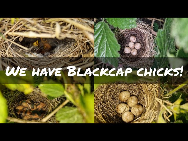 Garden Warbler | Blackcap | Chiffchaff - Updates & New Finds!