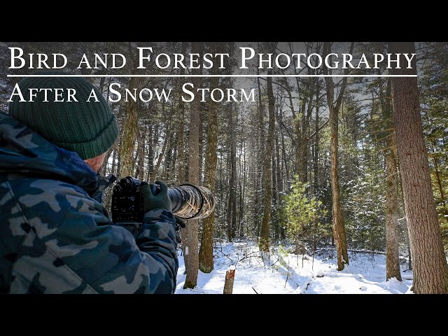 Bird and Forest Photography after a Snow Storm | Using the FREEWELL V2 Hybrid VND/  CPL