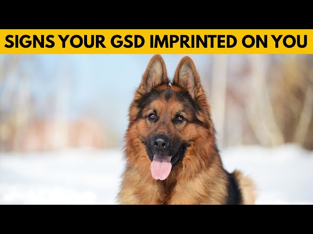 10 Signs Your German Shepherd Sees You as Their Parent