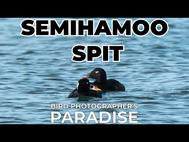 Exploring Chackanut Drive On The Way To Semihamoo Resort For Stunning Shorebird Photography