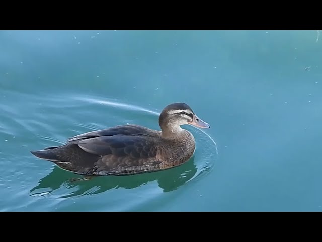 Ptice Hrvatske - Križanac divlje i mošusne  patke (Anas platyrhynchos) (​Manky ​Mallard) (2/3)