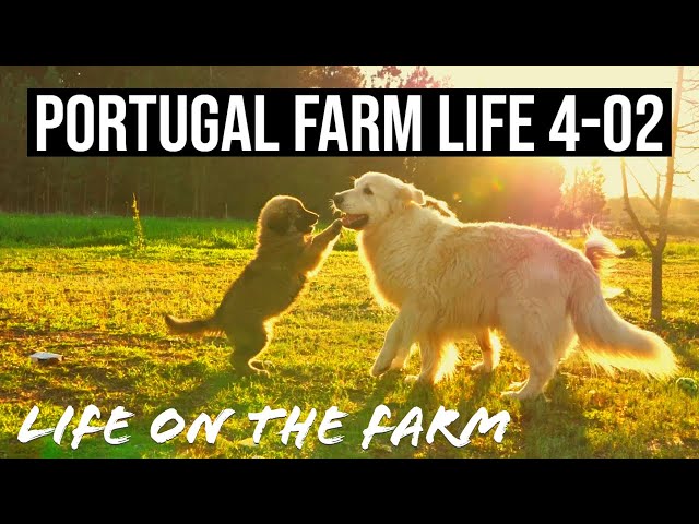 Life on our FARM in Portugal | PORTUGAL FARM LIFE S4-E02 ❤