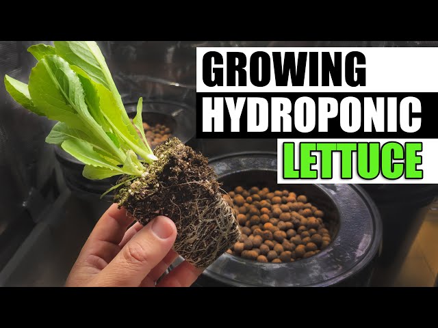 Growing Hydroponic Lettuce - Part 1 of 3