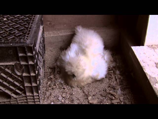 Silkie Chickens Update - 3 Broody Hens