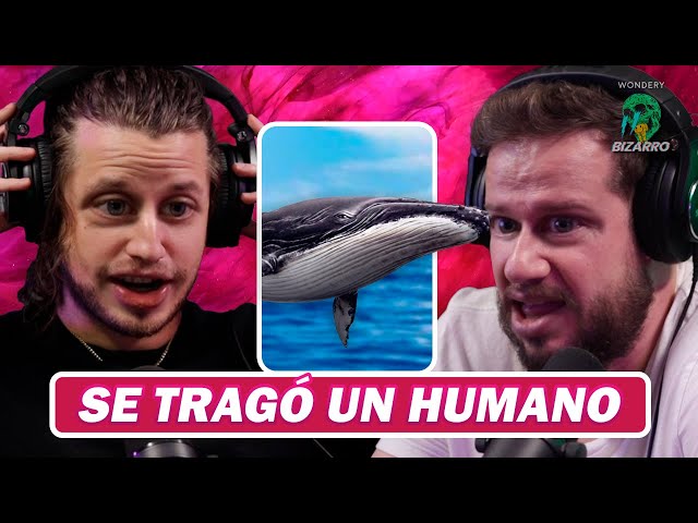 Bizarro: La ballena que se tragó a un humano