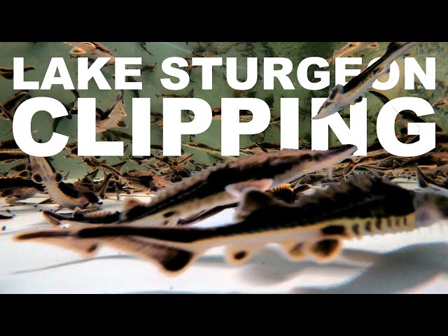 Lake Sturgeon Clipping and Marking