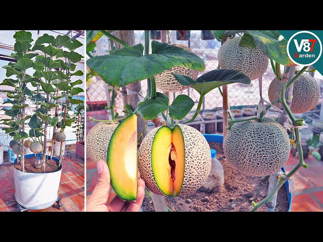 How to Grow Melon in Container Using Kitchen Waste