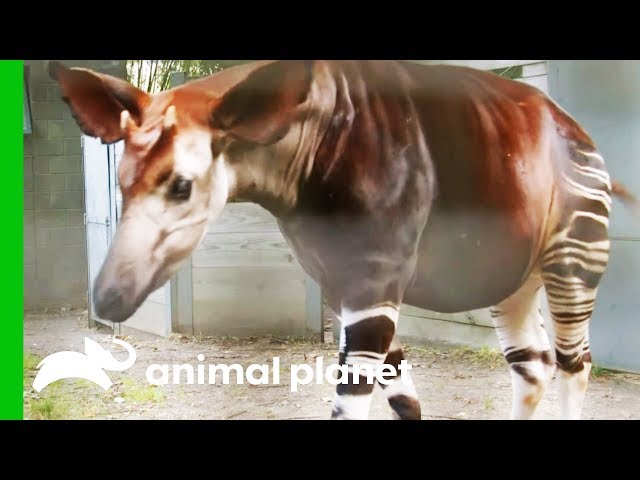 This Amazing Animal Looks Like A Cross Between An Antelope, A Giraffe, and A Zebra! | The Zoo
