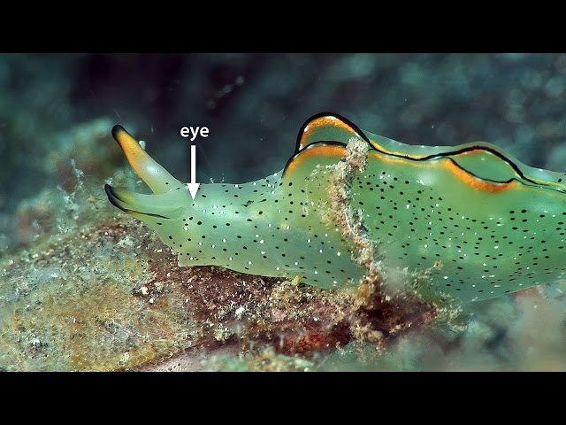 Mucky Secrets - Part 20 - Sap-sucking Slugs, Headshield Slugs, Sea Hares & Flatworms - Lembeh Strait